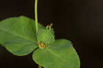 Warty spurge